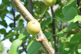 Plancia ëd Pyrus pyrifolia (Burm. fil.) Nakai