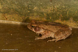 صورة Rhinella ornata (Spix 1824)