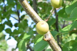 Image of Chinese pear