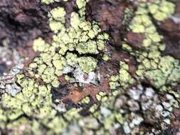 Image of rim lichen