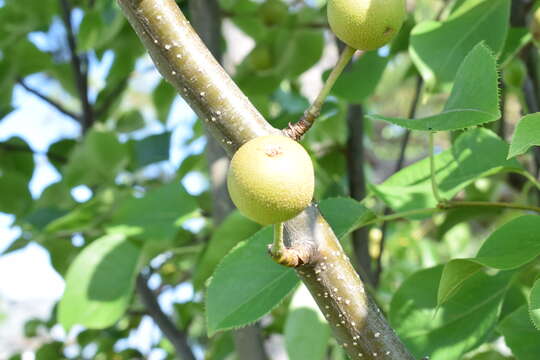 Image of Chinese pear