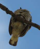 Image of Lesser Honeyguide