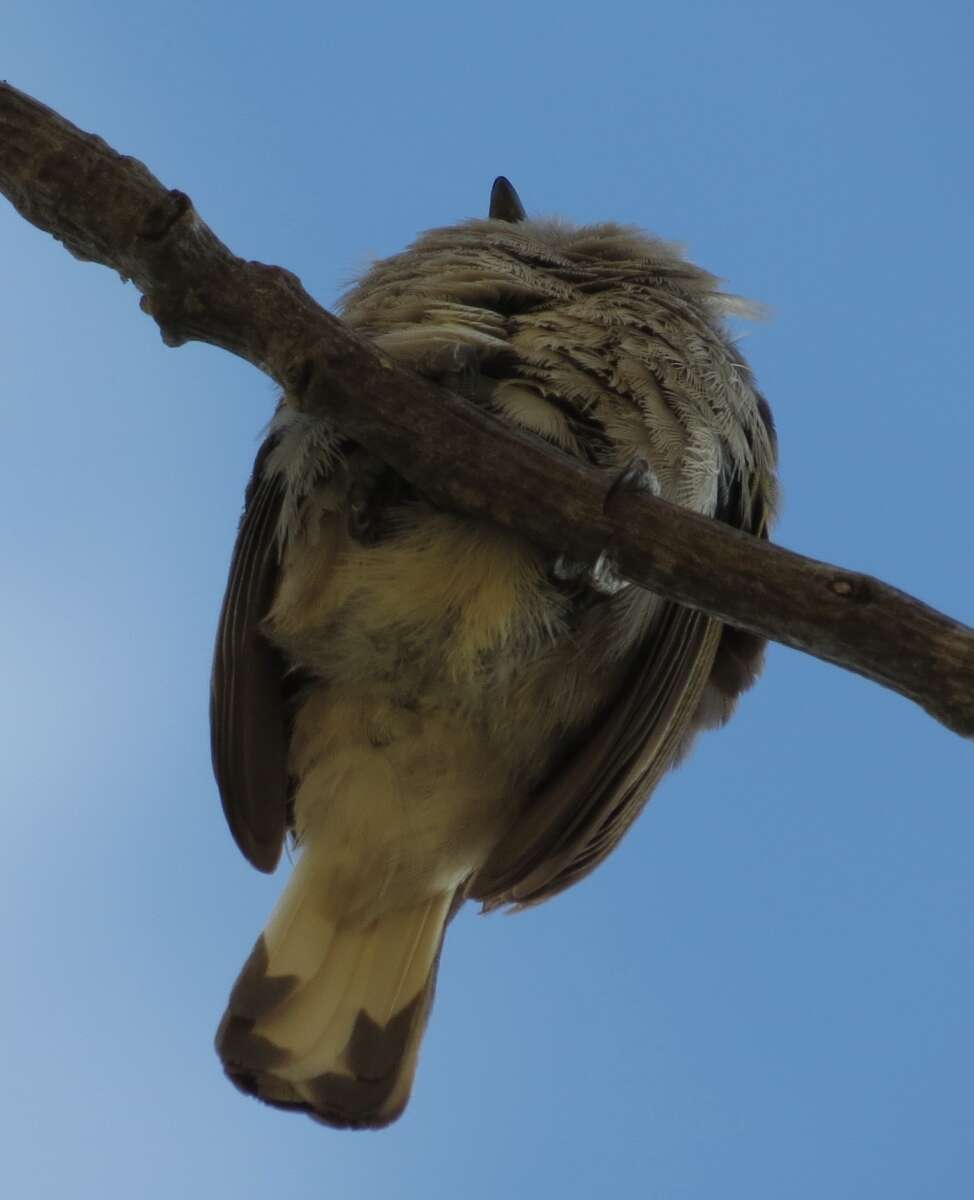 Image of Lesser Honeyguide