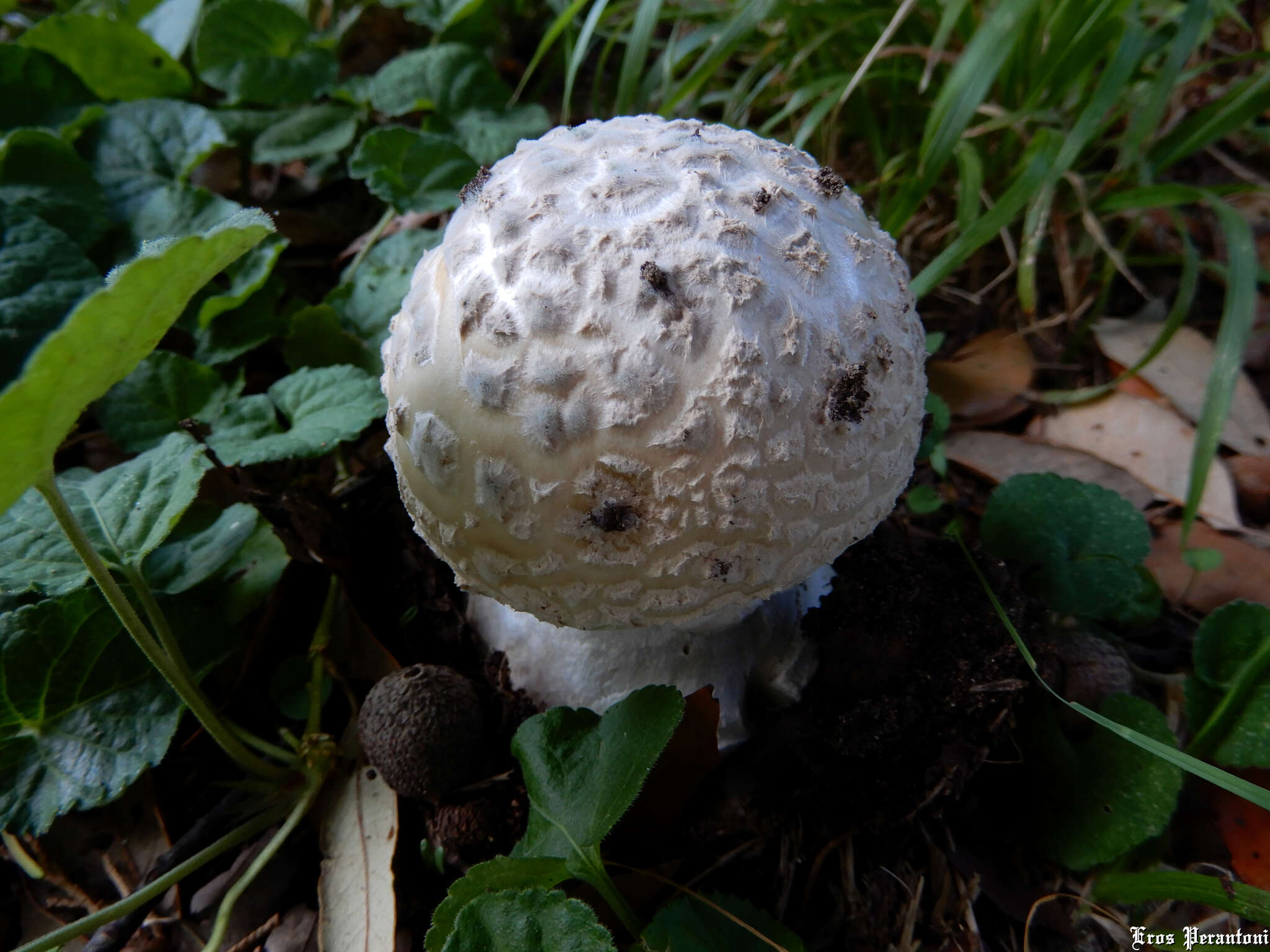 Image of Amanita strobiliformis (Paulet ex Vittad.) Bertill. 1866