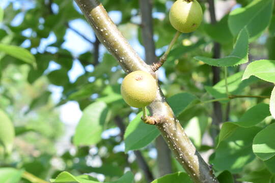 Plancia ëd Pyrus pyrifolia (Burm. fil.) Nakai