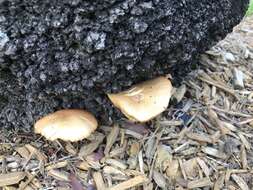 Image of Gymnopilus cyanopalmicola Guzm.-Dáv. 2006