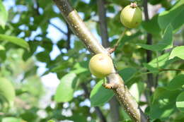 Plancia ëd Pyrus pyrifolia (Burm. fil.) Nakai