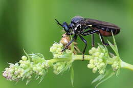 Image of Dioctria atricapilla Meigen 1804