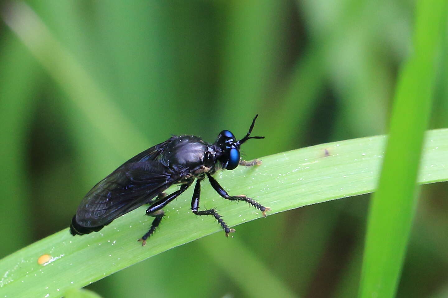 Image of Dioctria atricapilla Meigen 1804