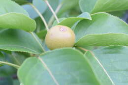 Image of Chinese pear