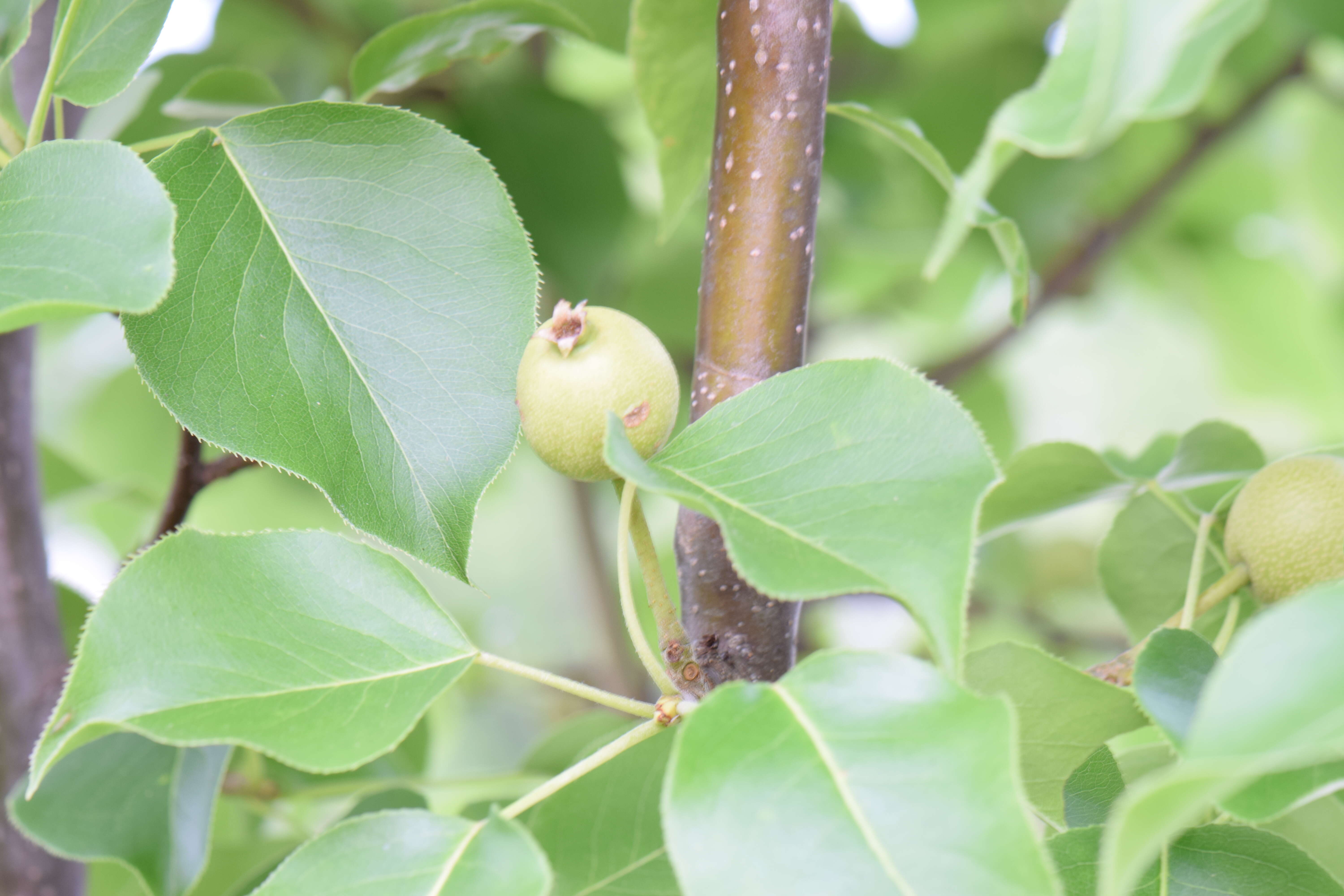 Image of Chinese pear