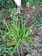 Imagem de Carex clavata Thunb.