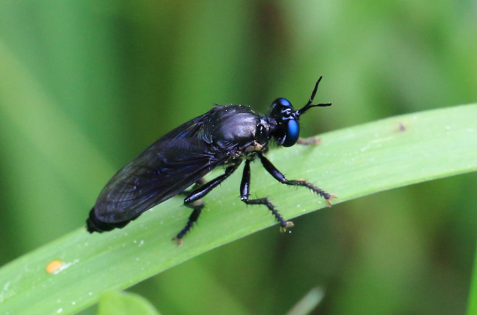 Image of Dioctria atricapilla Meigen 1804