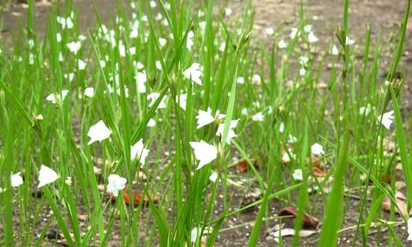 Image of Cipura campanulata Ravenna