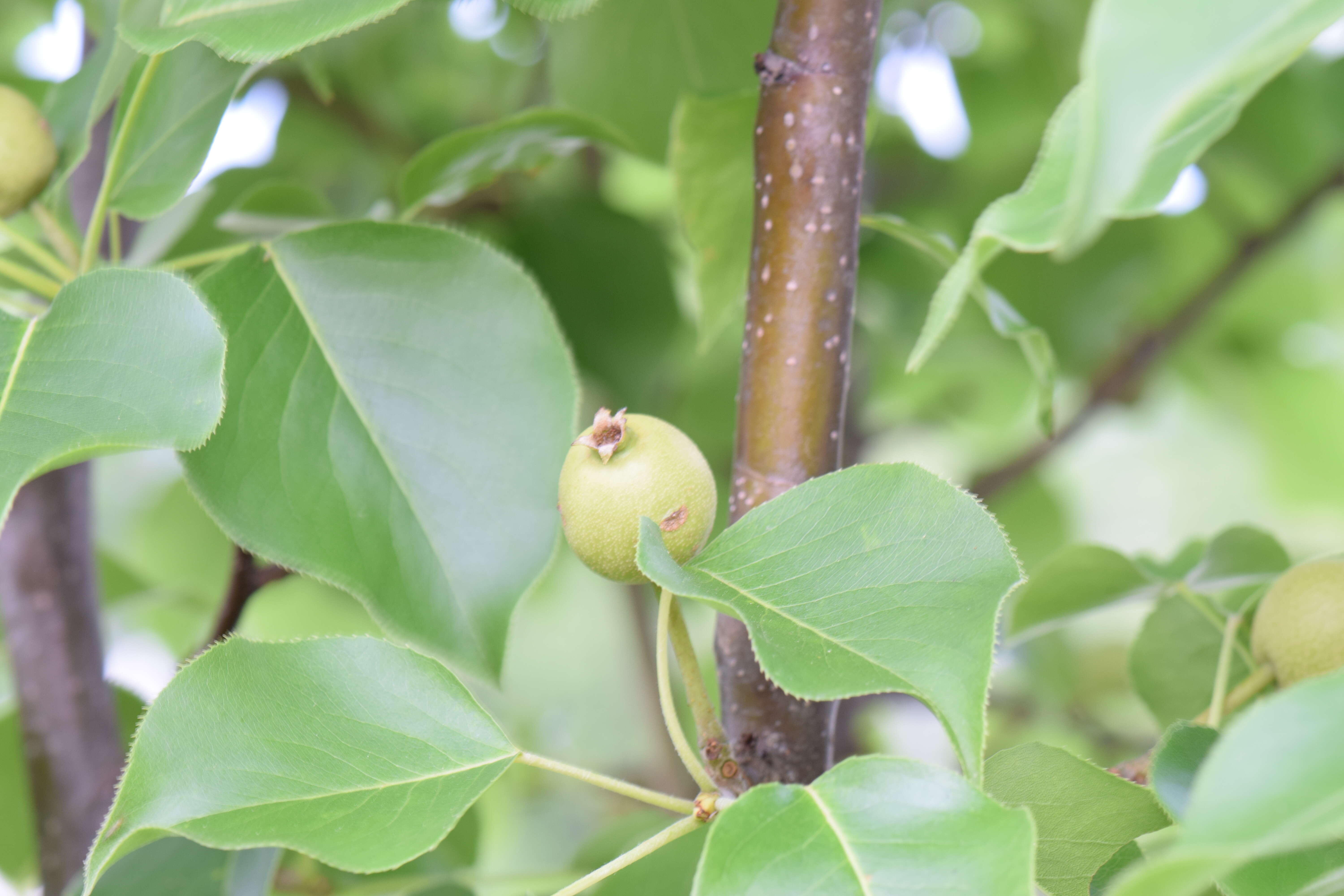 Image of Chinese pear