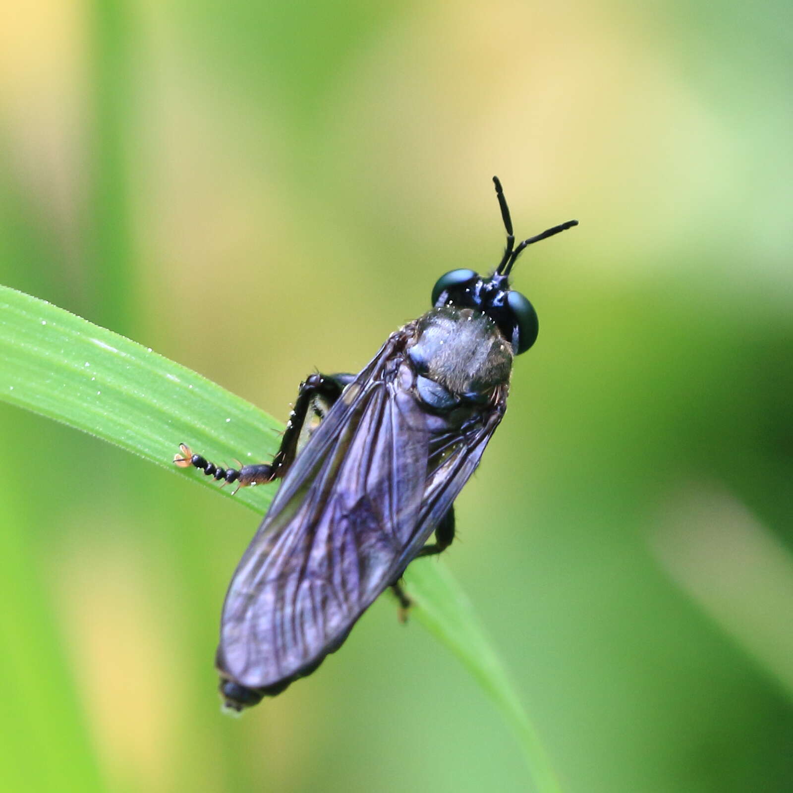 Image of Dioctria atricapilla Meigen 1804