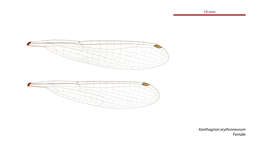 Image of Xanthagrion Selys 1876