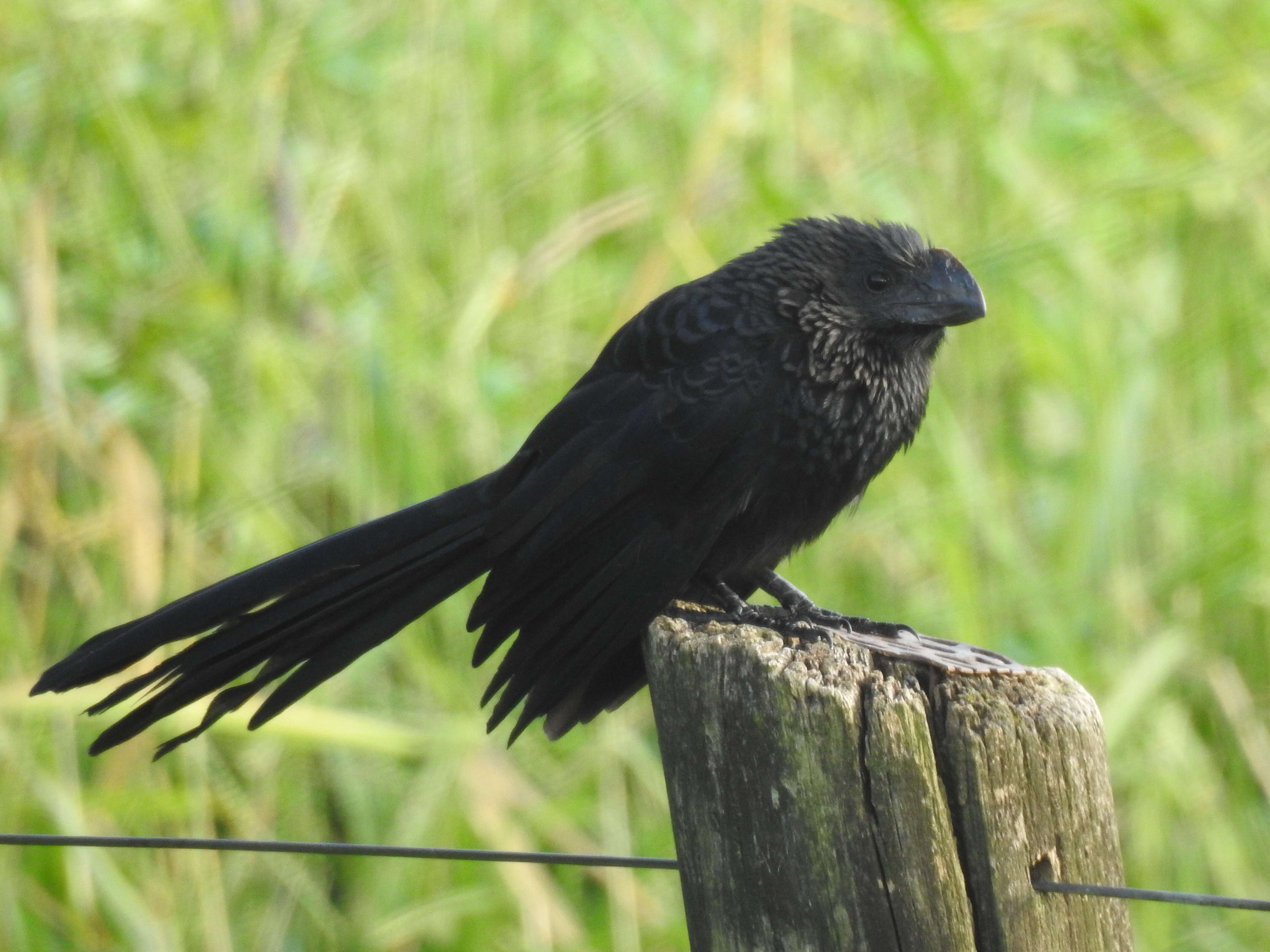 Imagem de Crotophaga Linnaeus 1758