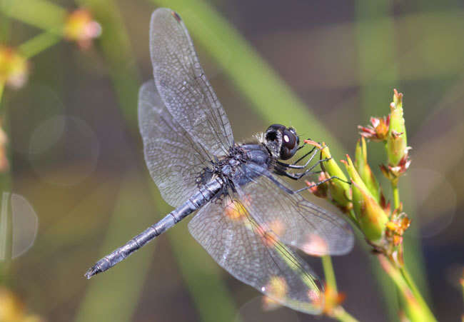 Слика од Celithemis verna Pritchard 1935