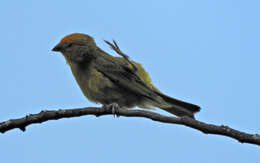 Image of Saffron Finch