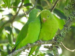 Image of Plain Parakeet