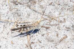 Image of Longhorn Band-wing Grasshopper