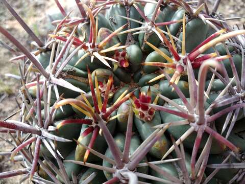 Image of Sclerocactus uncinatus subsp. crassihamatus (F. A. C. Weber) N. P. Taylor