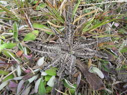 Image of Sonchus novae-zelandiae (Hook. fil.) Benth. & Hook. fil.