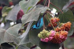 Image of Blue Dacnis