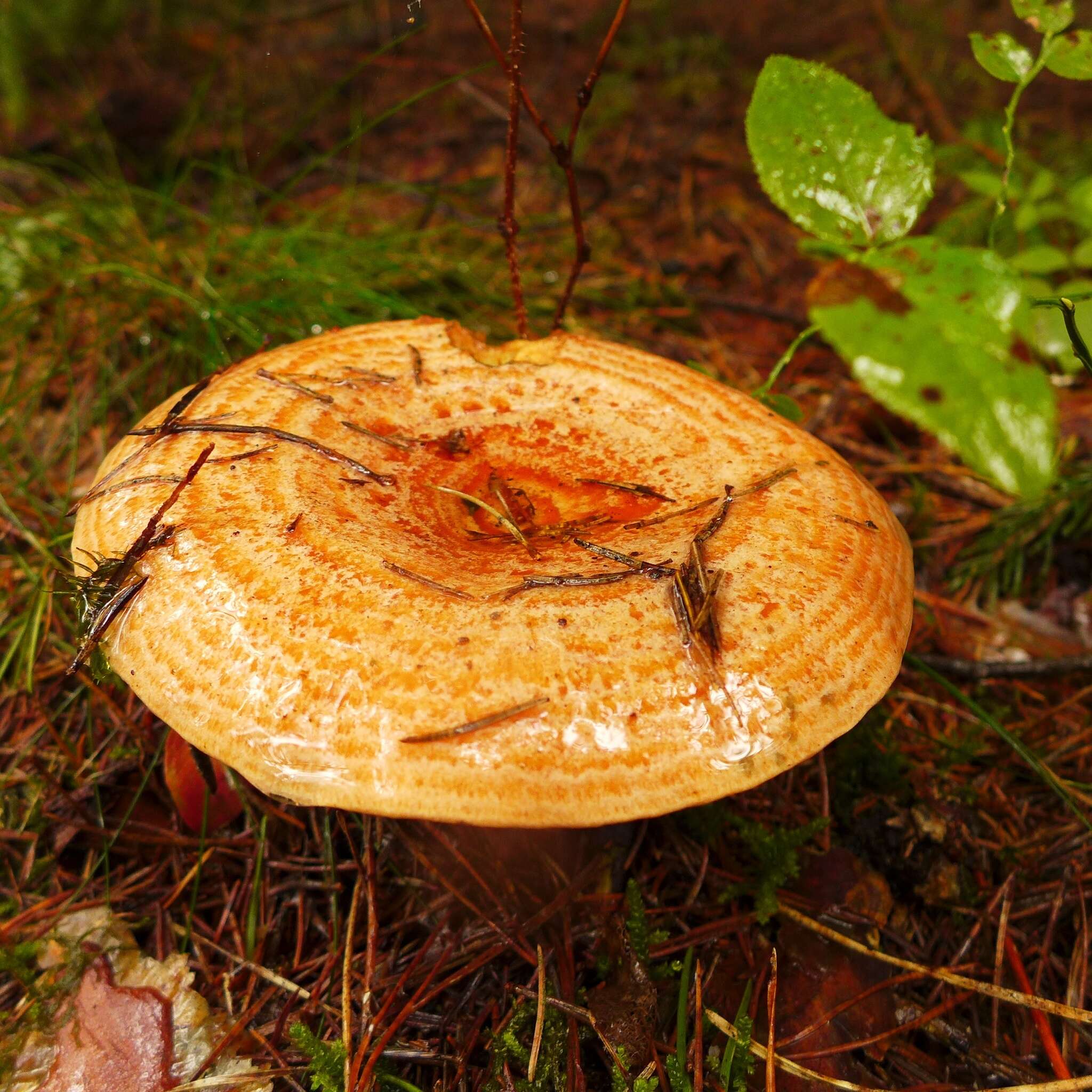 Image of Lactarius deliciosus (L.) Gray