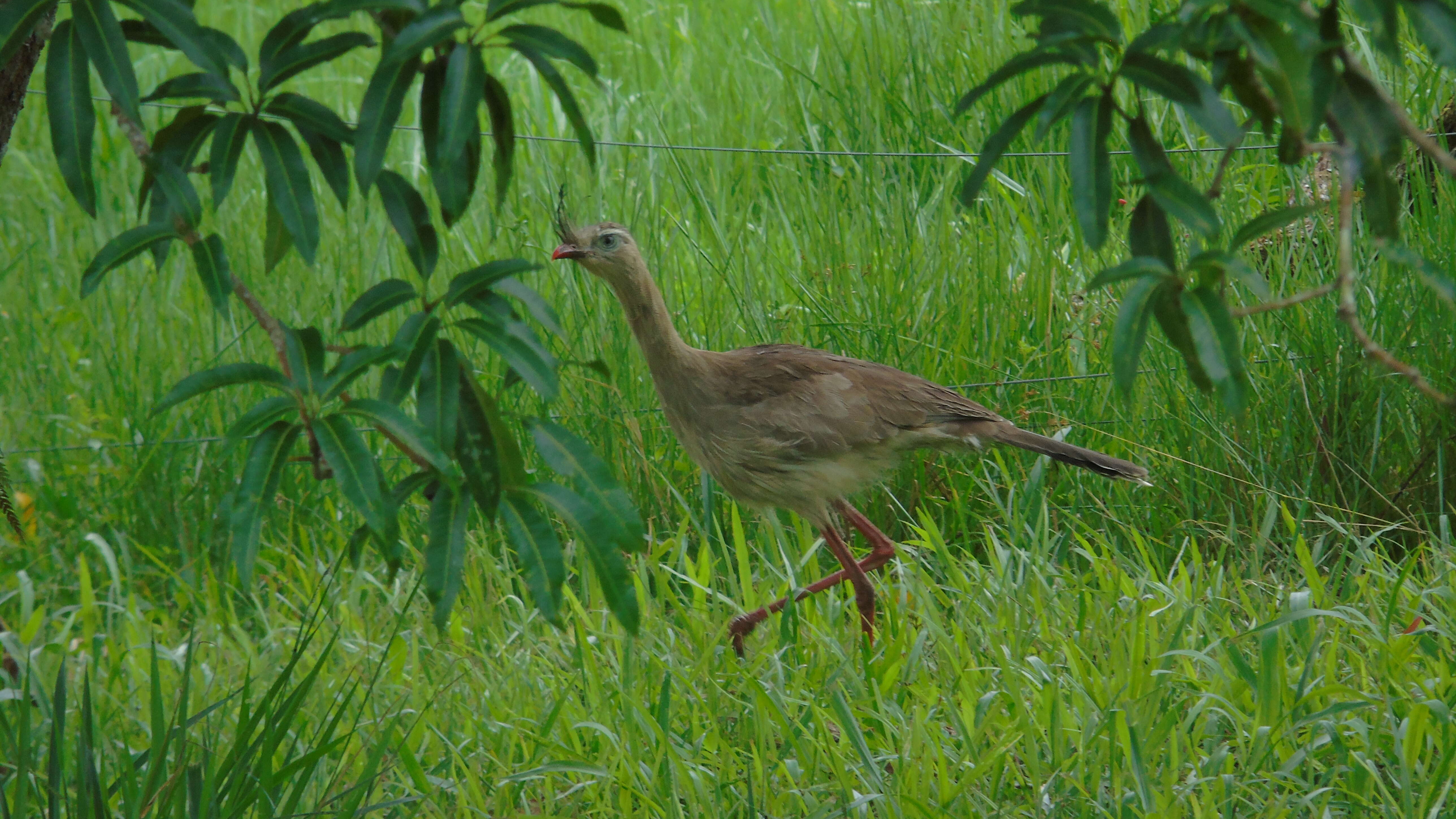 Image of Cariama Brisson 1760