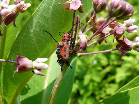 Image of Red Milkweed Beetle