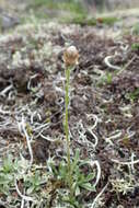 Image de Antennaria monocephala subsp. angustata (Greene) Hultén