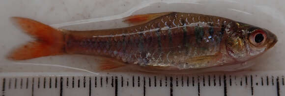 Image of African Banded Barb