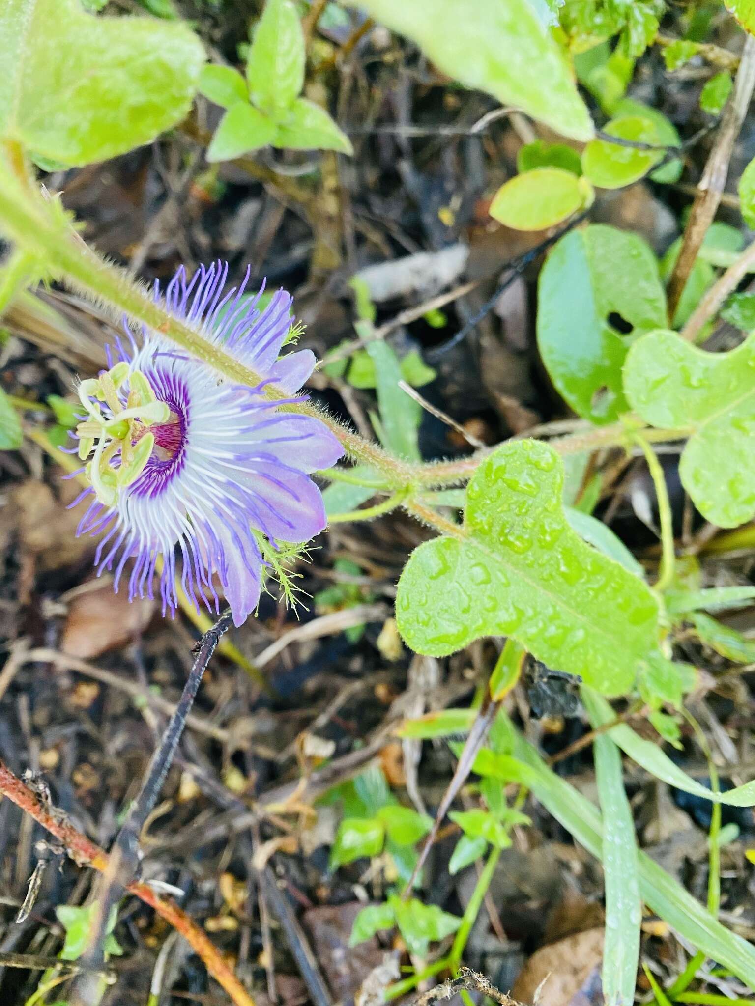 Image of Passiflora urbaniana Killip