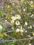 Imagem de Melaleuca parvistaminea N. B. Byrnes