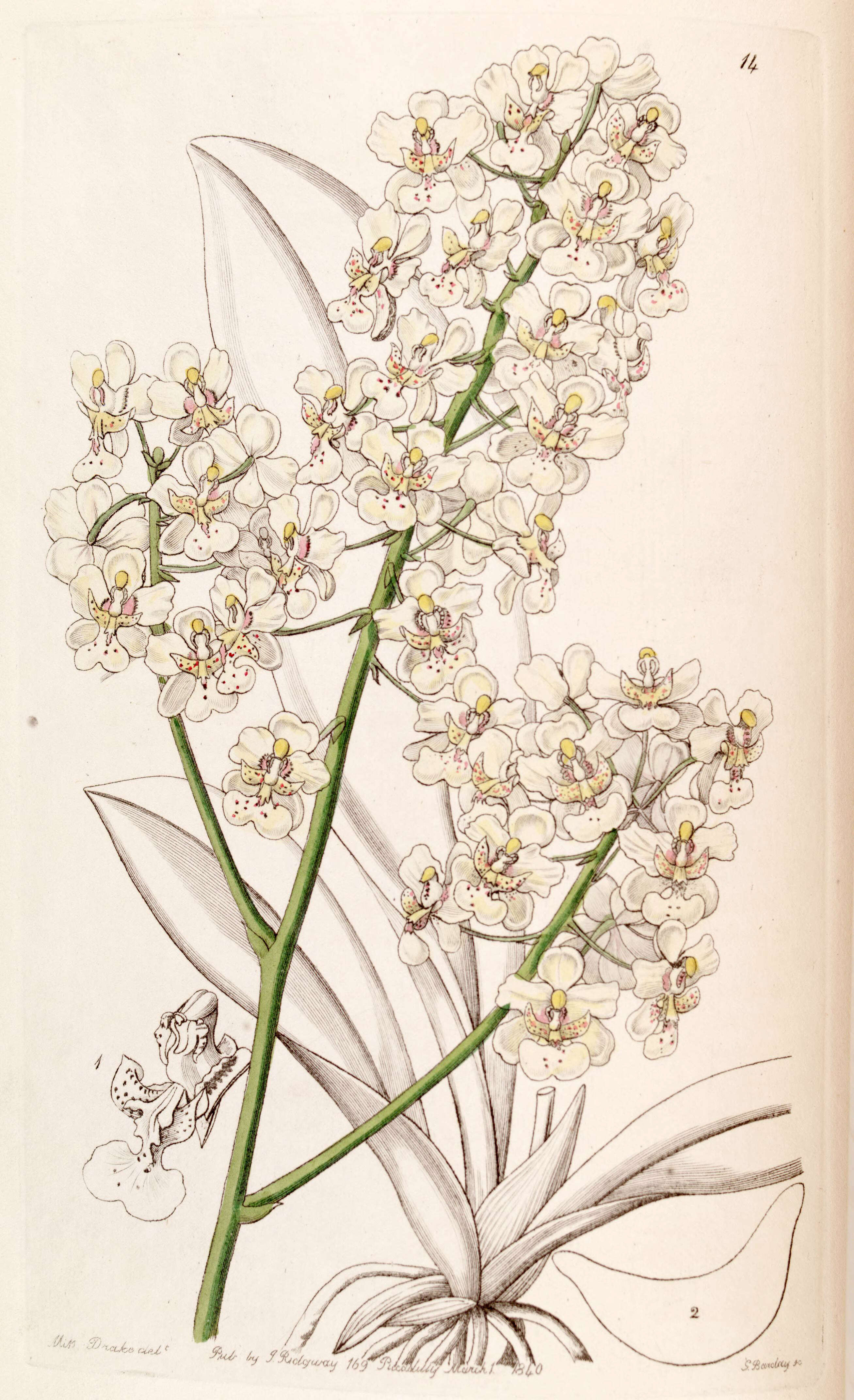 Слика од Trichocentrum stramineum (Bateman ex Lindl.) M. W. Chase & N. H. Williams