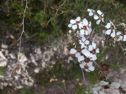 Image of Leptospermum continentale J. Thompson