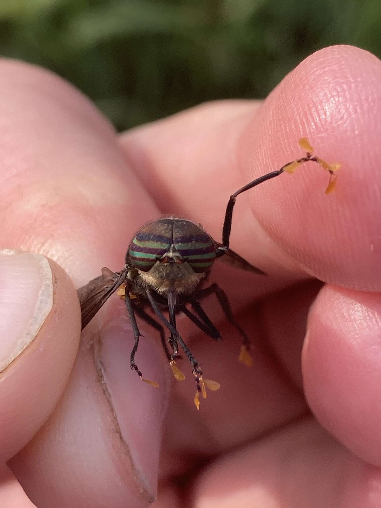 صورة Hybomitra sodalis (Williston 1887)