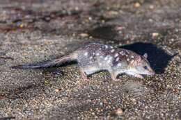 Image of Northern Quoll