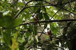 Image of Gabon Helmetshrike