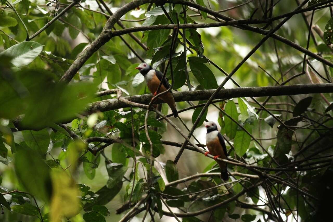 Imagem de Prionops rufiventris (Bonaparte 1853)