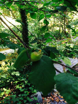 Image of Corylus cornuta subsp. californica (A. DC.) A. E. Murray