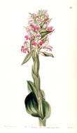 Image of Satyrium erectum Sw.