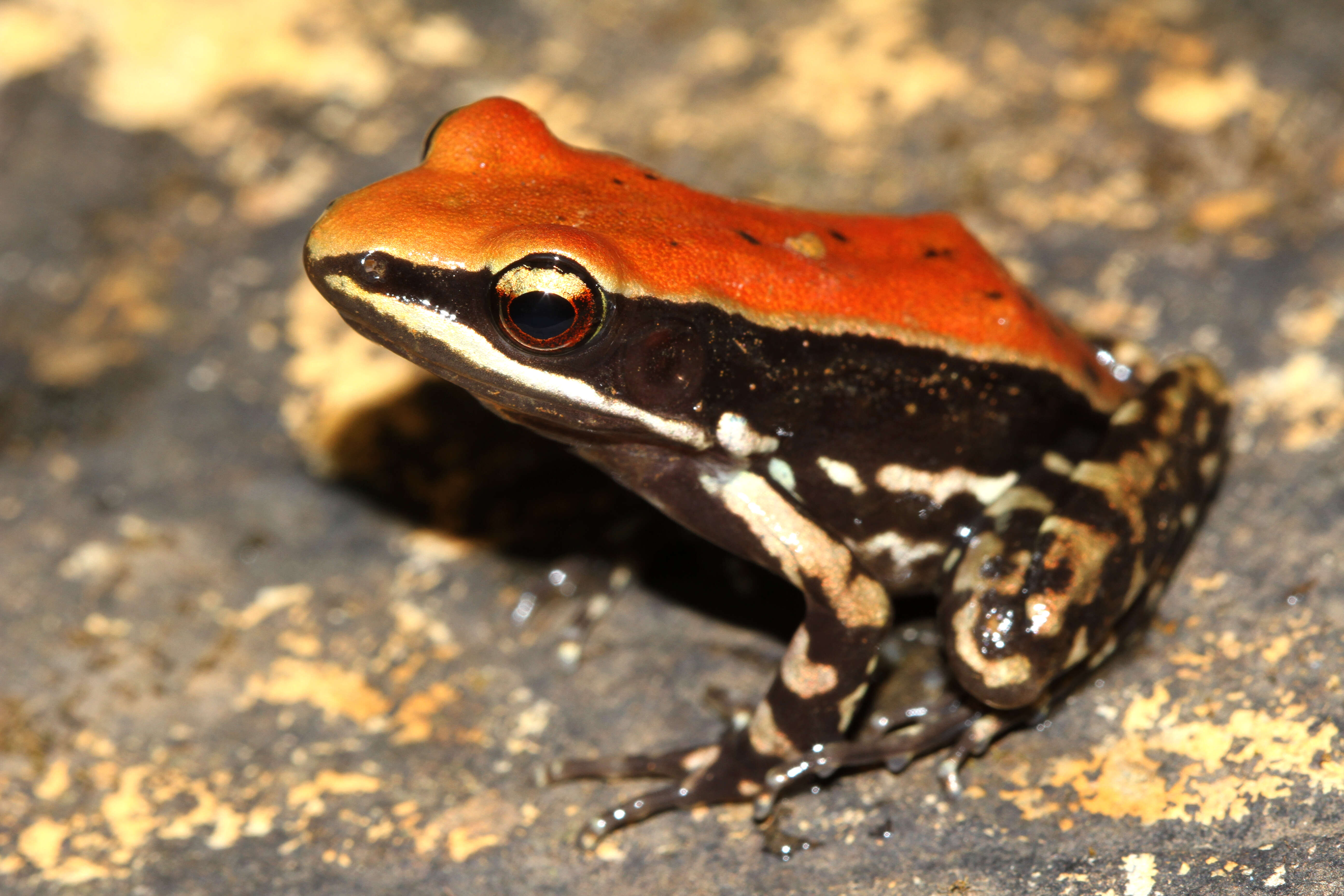 Image of widespread fungoid frog