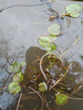 Image of yellow floatingheart