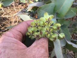 Sivun Asclepias glaucophylla (Schltr.) Schltr. kuva