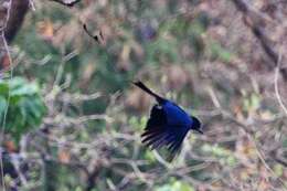 Image of Greater Racket-tailed Drongo