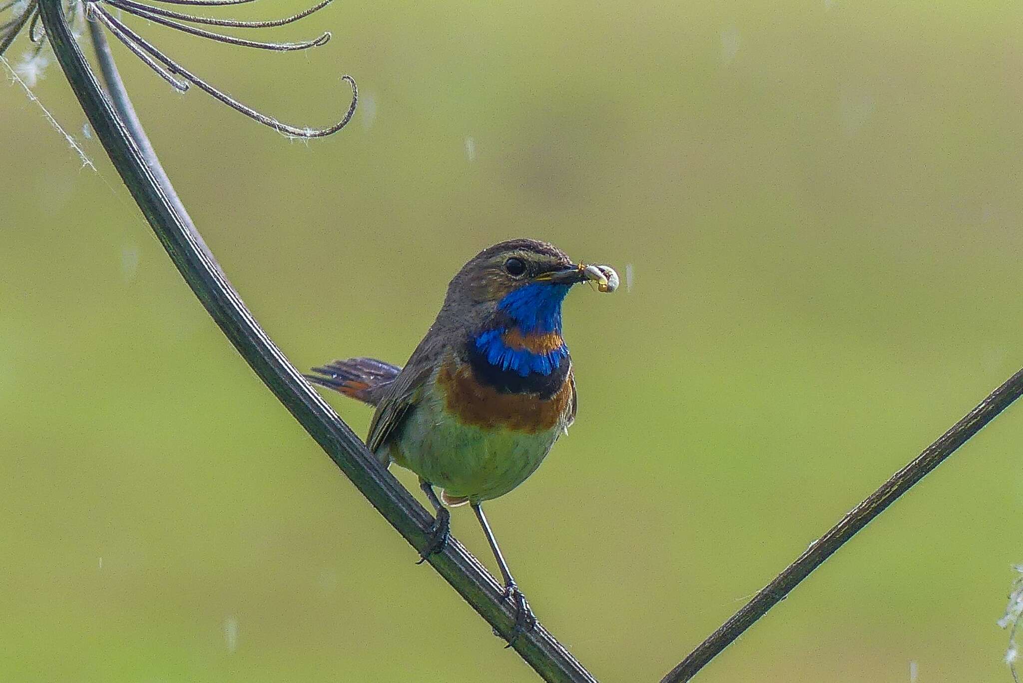 Image de Luscinia svecica svecica (Linnaeus 1758)