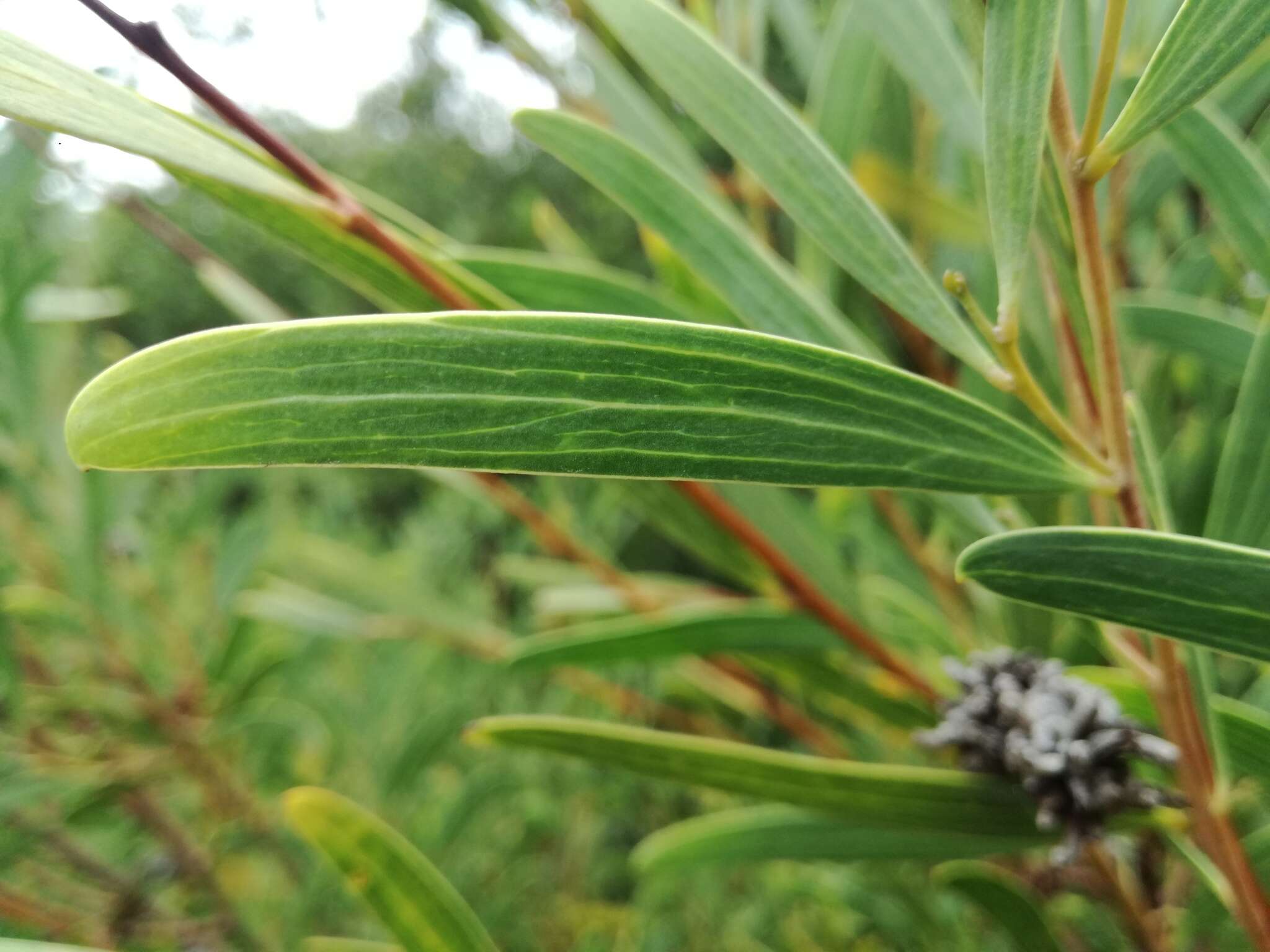 Image of Red-eyed Wattle